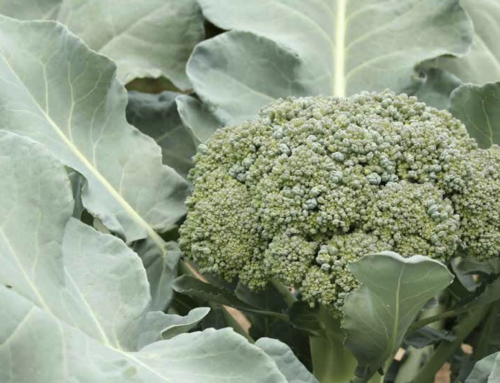 Broccoli/cauliflower nutrition guide